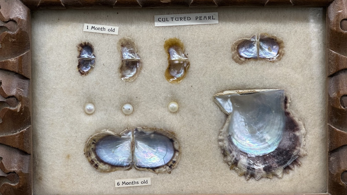 Pannello didattico con perle coltivate e valve di mollusco, XX secolo-photo-2