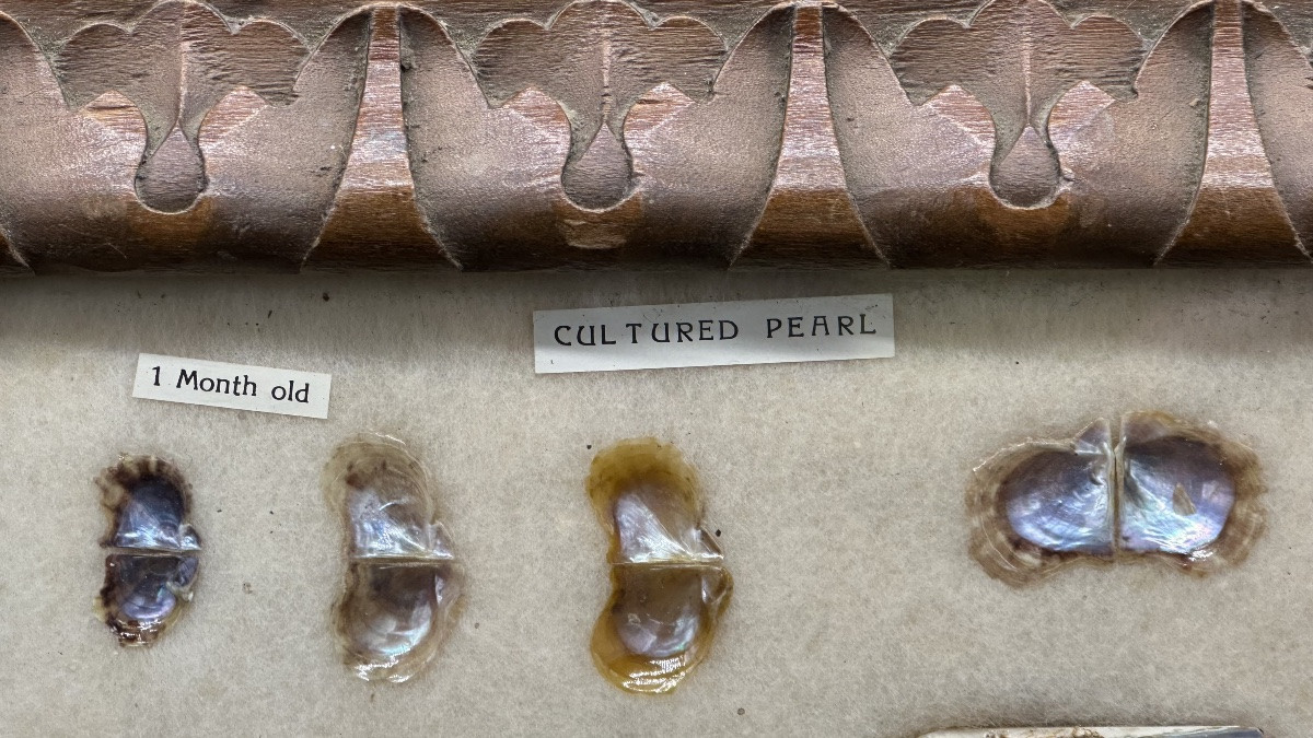 Pannello didattico con perle coltivate e valve di mollusco, XX secolo-photo-3