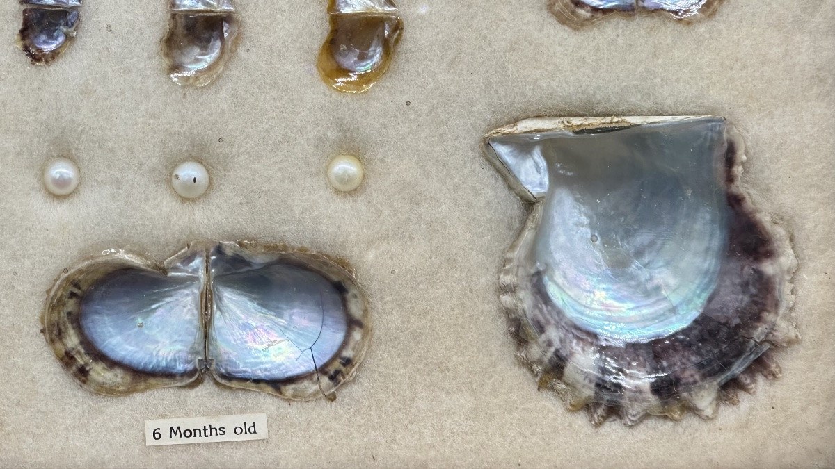 Pannello didattico con perle coltivate e valve di mollusco, XX secolo-photo-4