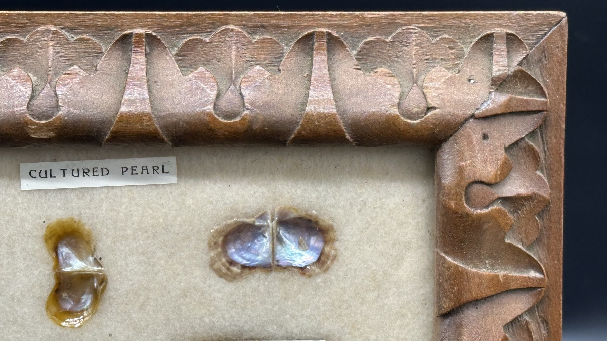 Pannello didattico con perle coltivate e valve di mollusco, XX secolo-photo-1
