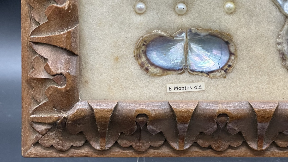 Pannello didattico con perle coltivate e valve di mollusco, XX secolo-photo-3