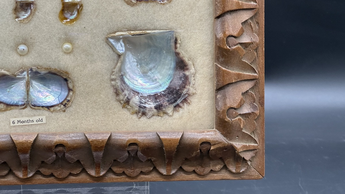 Pannello didattico con perle coltivate e valve di mollusco, XX secolo-photo-4