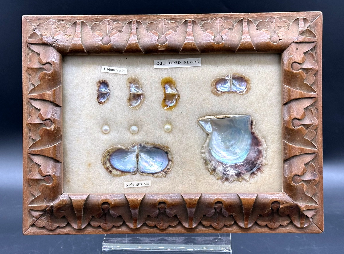 Pannello didattico con perle coltivate e valve di mollusco, XX secolo