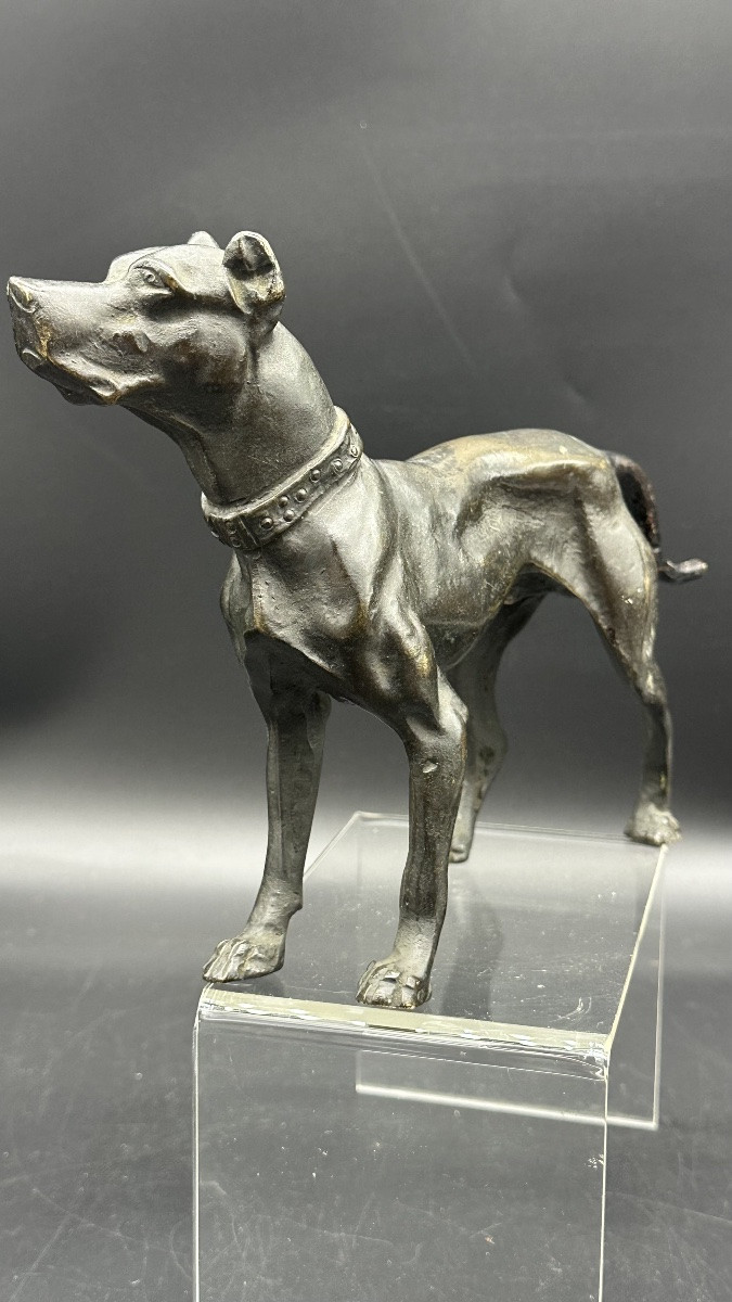 Scultura “Cane in Attesa” in Bronzo Patinato – XIX secolo-photo-3