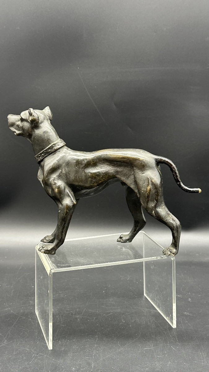 Scultura “Cane in Attesa” in Bronzo Patinato – XIX secolo-photo-4