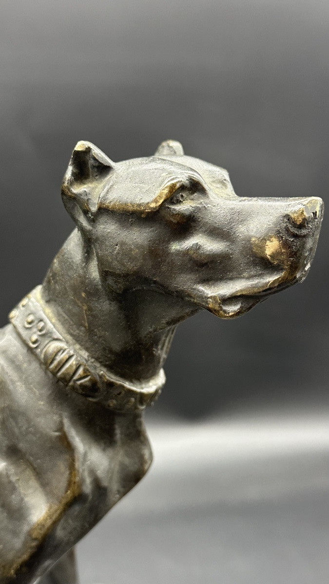 Scultura “Cane in Attesa” in Bronzo Patinato – XIX secolo-photo-1