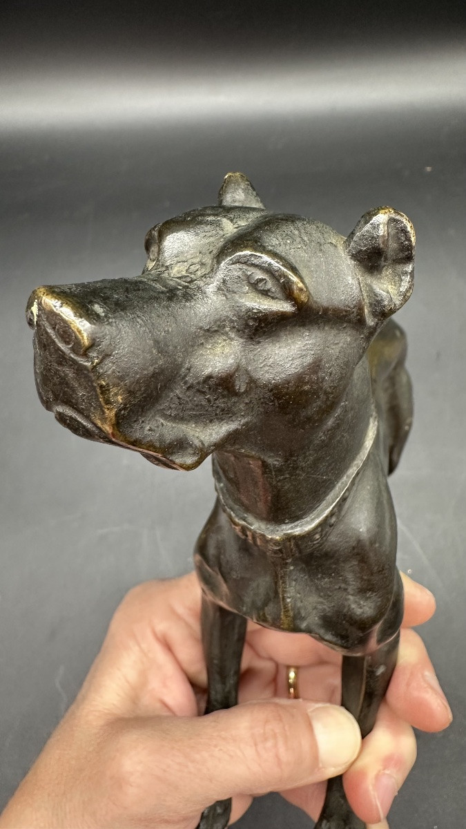 Scultura “Cane in Attesa” in Bronzo Patinato – XIX secolo-photo-5