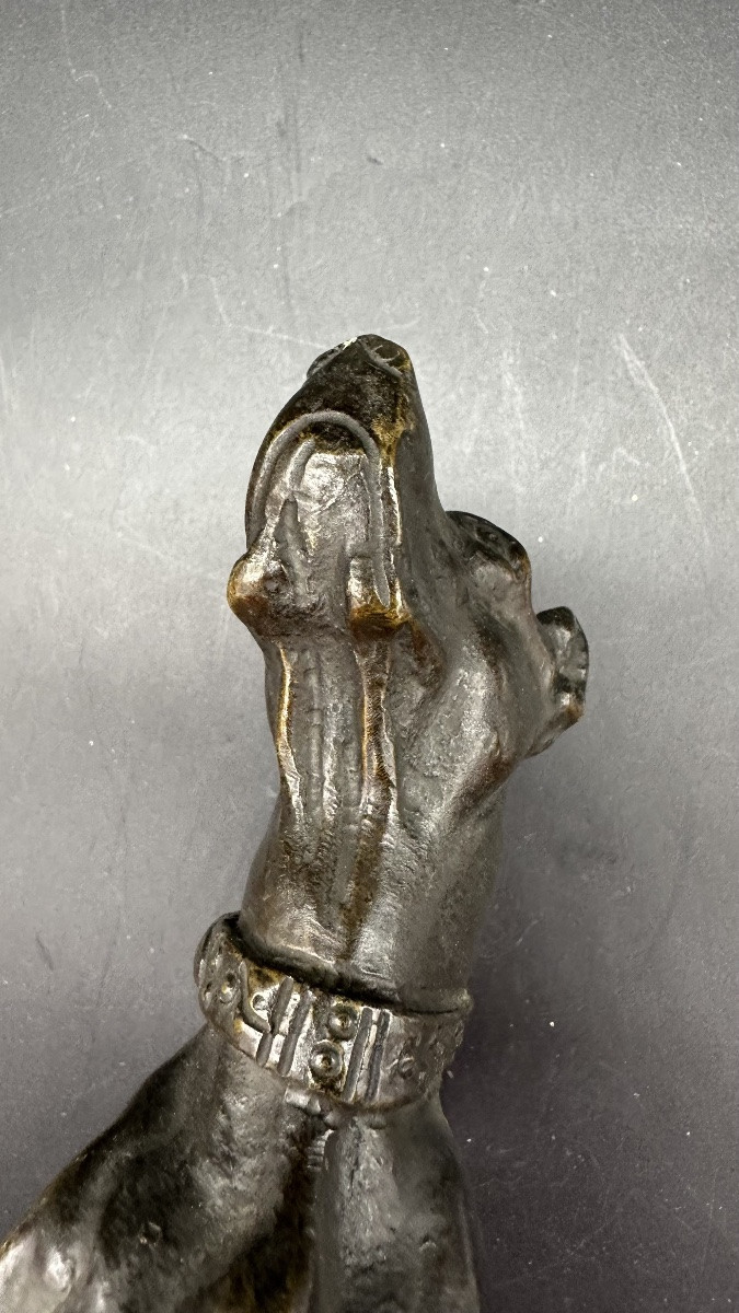 Scultura “Cane in Attesa” in Bronzo Patinato – XIX secolo-photo-6