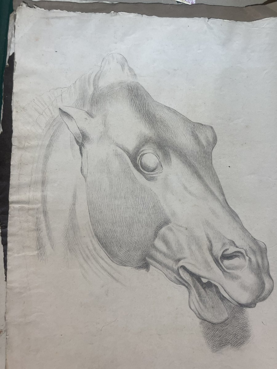 Studio accademico di testa di cavallo, 59 × 43 cm Metà XIX secolo -photo-3