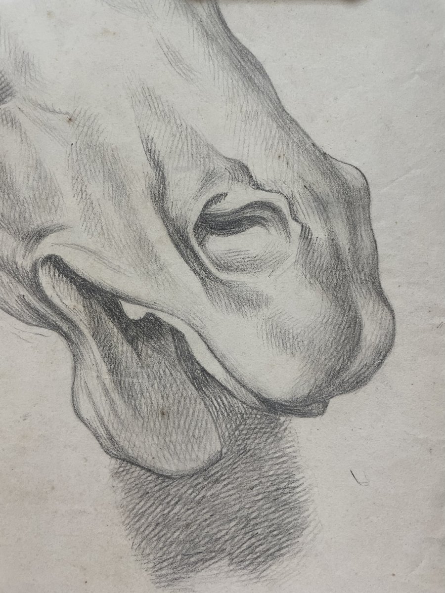 Studio accademico di testa di cavallo, 59 × 43 cm Metà XIX secolo -photo-4