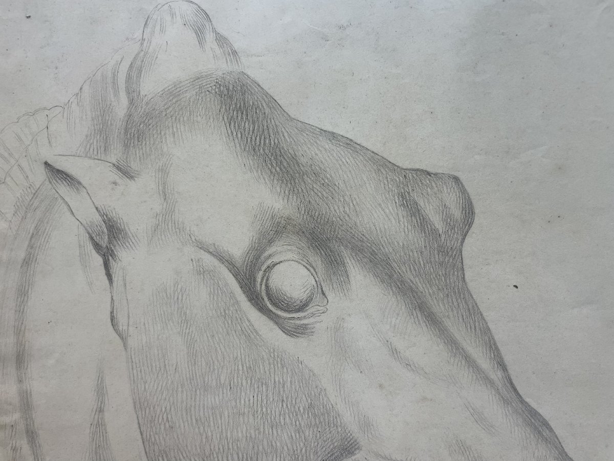 Studio accademico di testa di cavallo, 59 × 43 cm Metà XIX secolo -photo-2