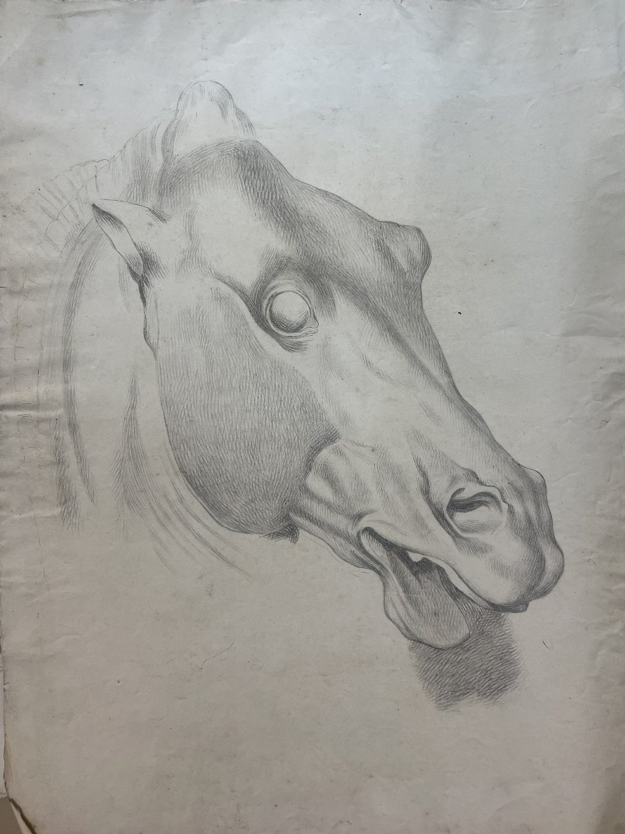 Studio accademico di testa di cavallo, 59 × 43 cm Metà XIX secolo -photo-3