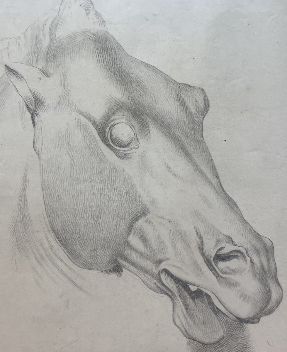 Studio accademico di testa di cavallo, 59 × 43 cm Metà XIX secolo -photo-5