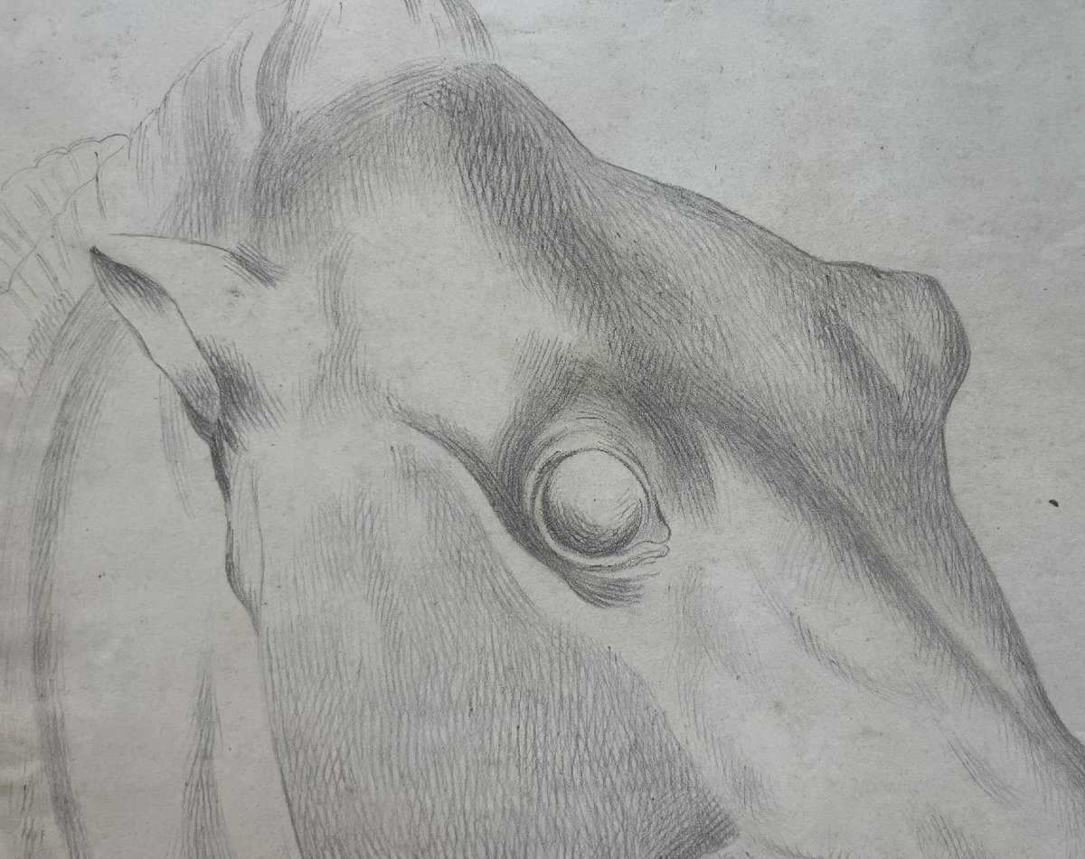 Studio accademico di testa di cavallo, 59 × 43 cm Metà XIX secolo -photo-6