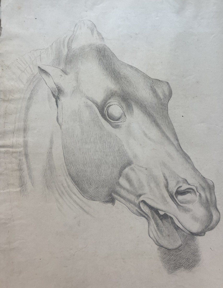 Studio accademico di testa di cavallo, 59 × 43 cm Metà XIX secolo 
