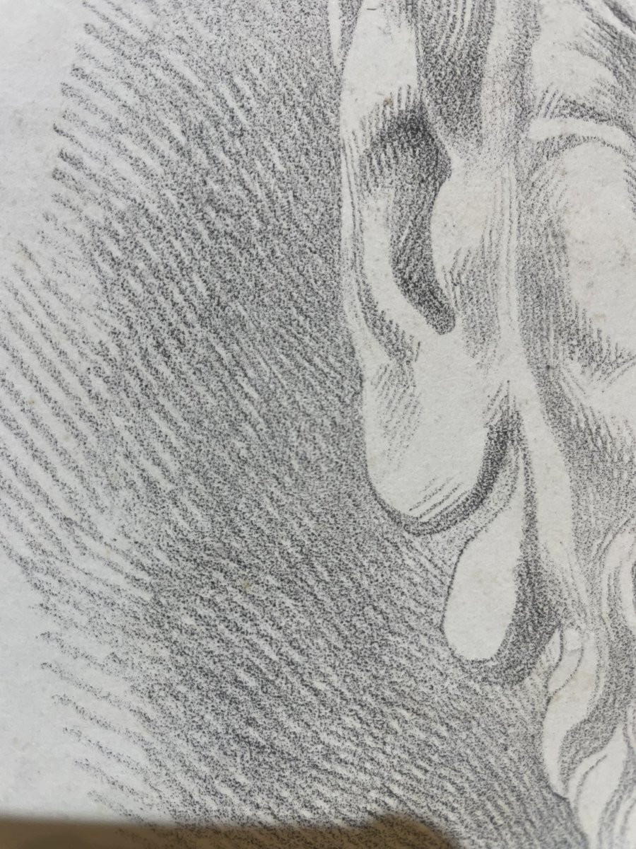 Mascherone di satiro, studio accademico da modello antico Italia, Toscana, XIX sec. cm 49x32-photo-2