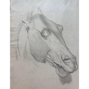Studio accademico di testa di cavallo, 59 × 43 cm Metà XIX secolo 