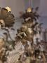 1562096-684324dec86cc.jpg