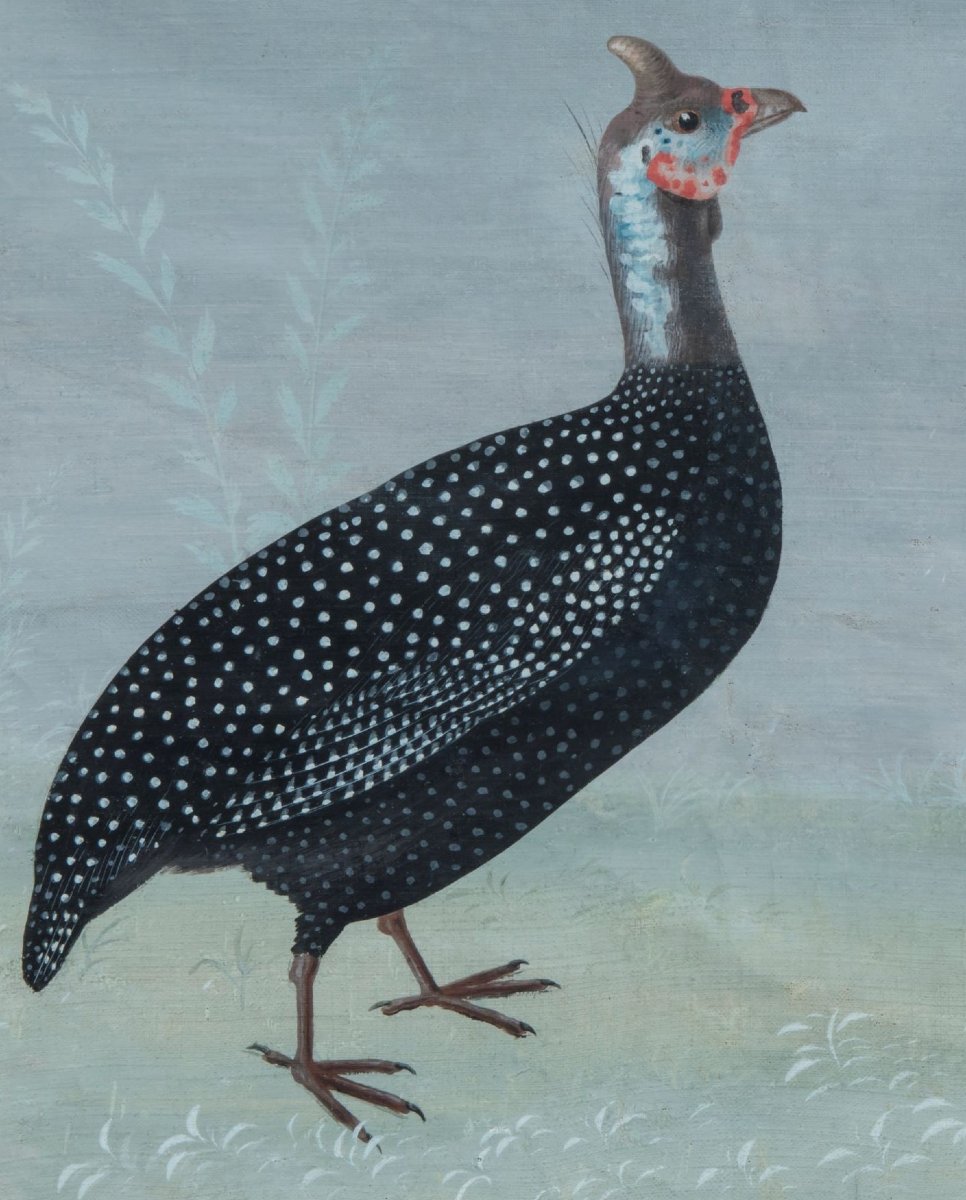 Pittore della fine del XVIII /inizi del XIX secolo (maniera dei Raineri) "Gallina di Faraone"-photo-3