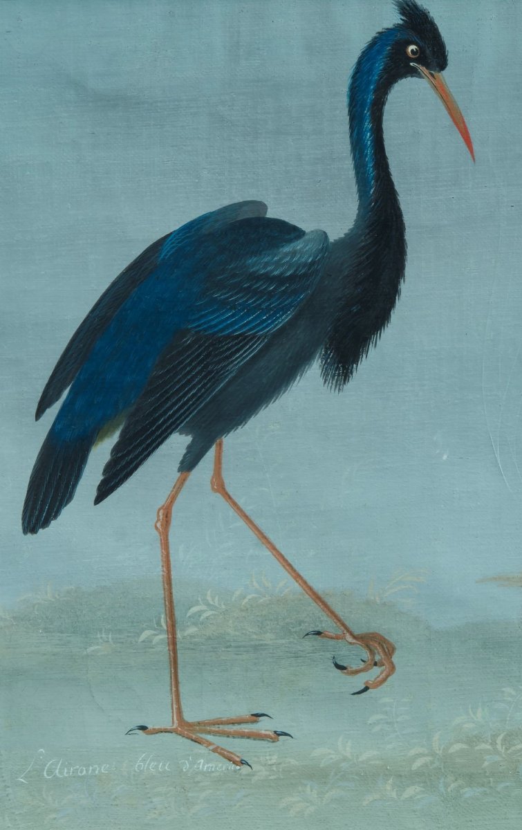 Pittore Lombardo della fine del XVIII /inizi del XIX secolo (maniera dei Raineri)  "Airone blu"-photo-3