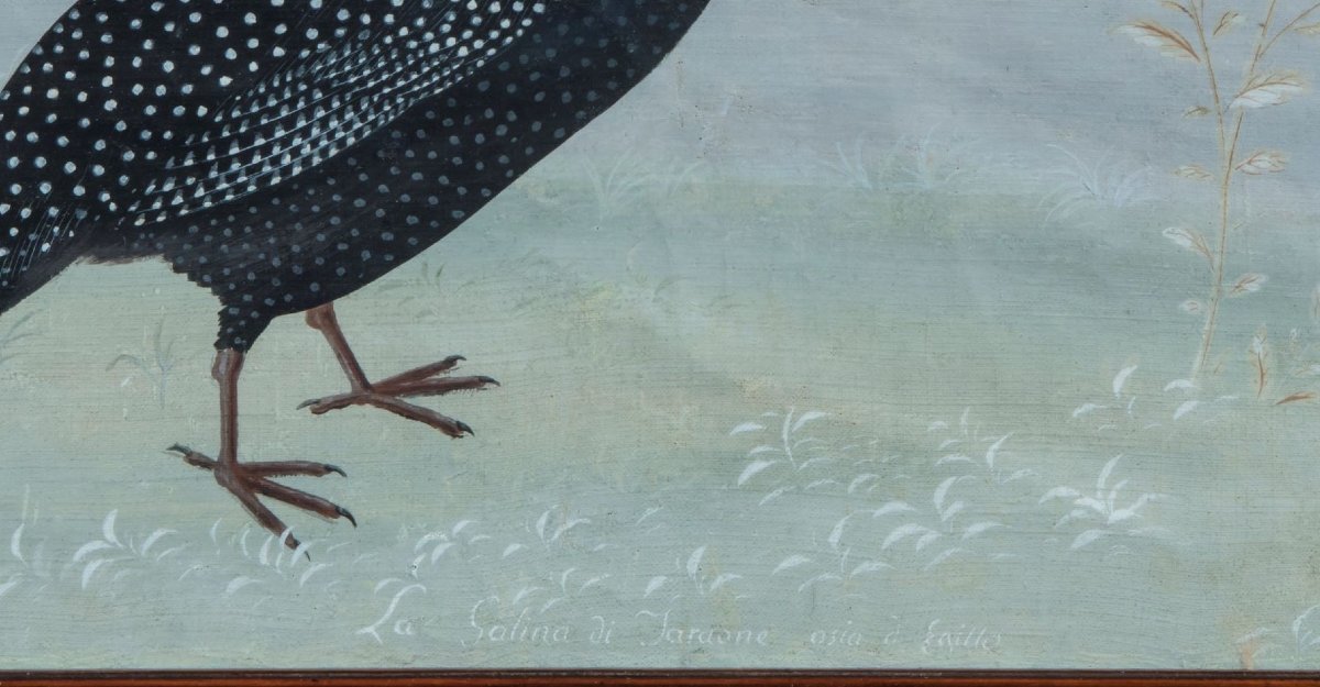 Pittore della fine del XVIII /inizi del XIX secolo (maniera dei Raineri) "Gallina di Faraone"-photo-4