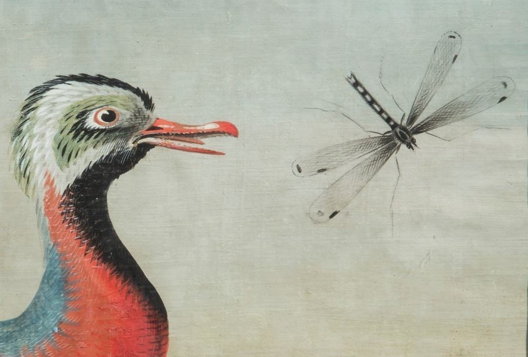 Pittore della fine del XVIII /inizi del XIX secolo (maniera dei Raineri) Fregata con libellula-photo-3