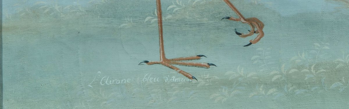 Pittore della fine del XVIII /inizi del XIX sec. (maniera dei Raineri)  "Airone blu  d'America"-photo-4