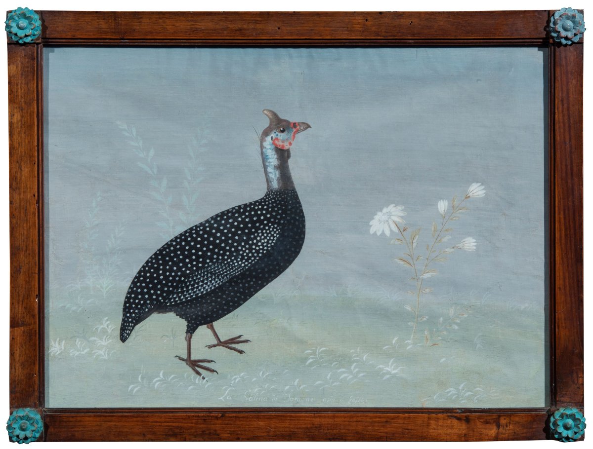 Pittore Lombardo della fine del XVIII /inizi del XIX  (maniera dei Raineri) Gallina di Faraone