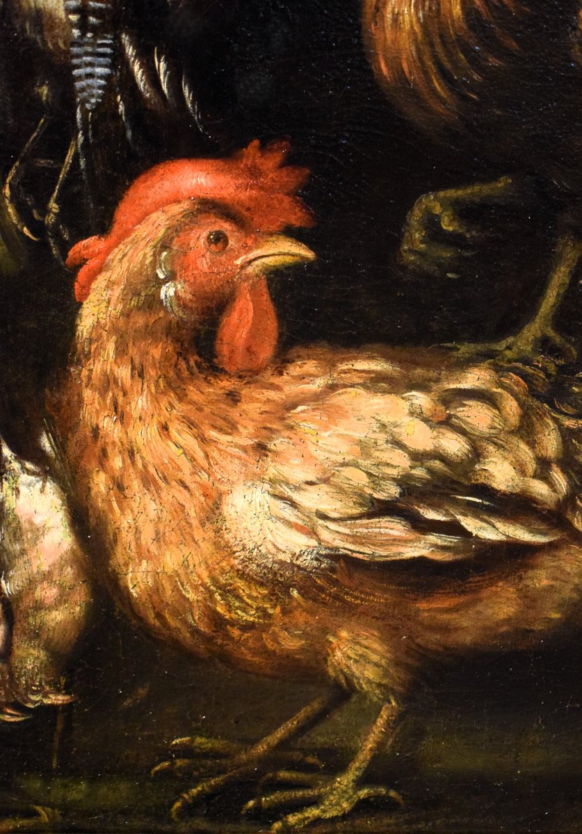 Natura morta con galli e cacciagione -  Angelo Maria Crivelli (Milano1660-1730)-photo-1