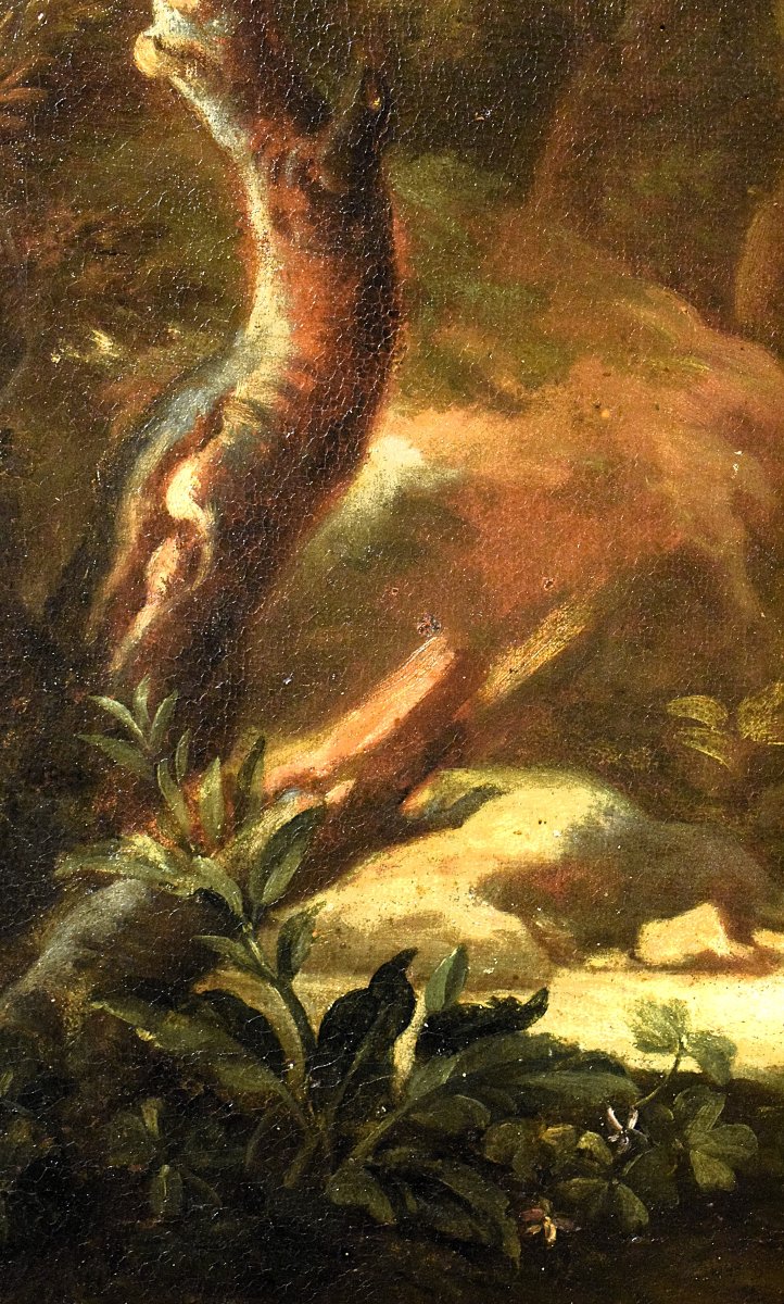 San Francesco - Bottega di Domenico Piola (1628-1703) -photo-6