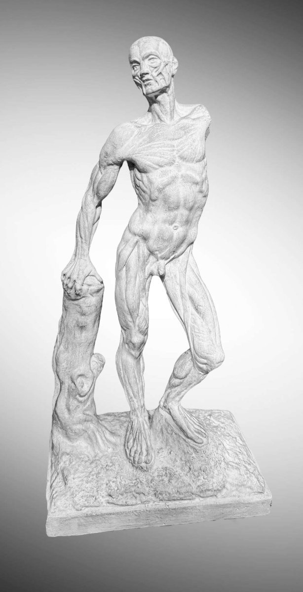 Spellato o Scorticato Statua in gesso – Ercole Lelli-photo-2