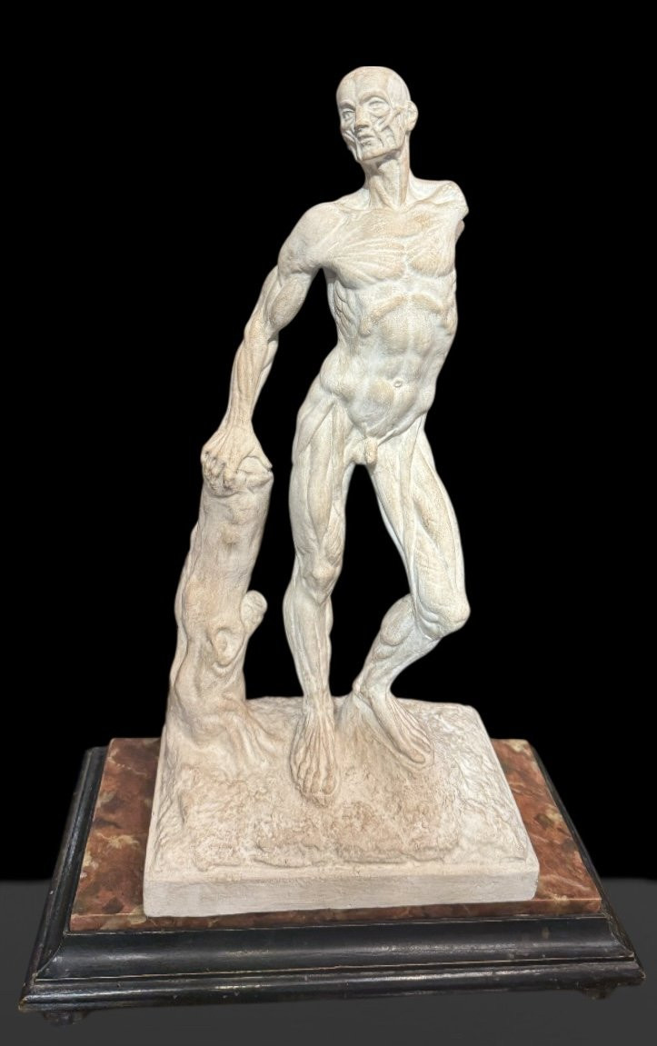 Spellato o Scorticato Statua in gesso – Ercole Lelli-photo-3