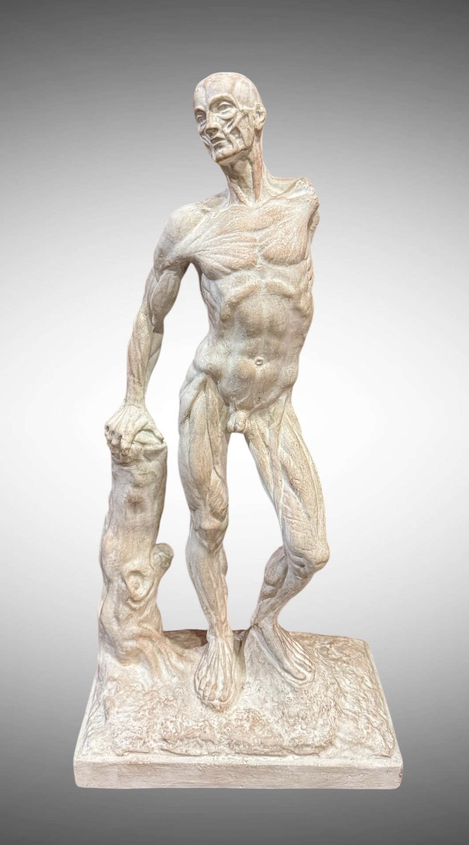 Spellato o Scorticato Statua in gesso – Ercole Lelli