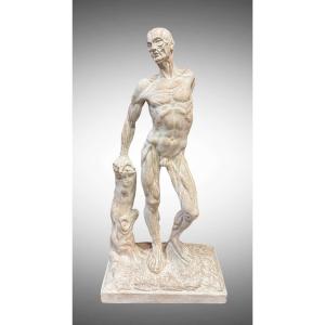 Spellato o Scorticato Statua in gesso – Ercole Lelli