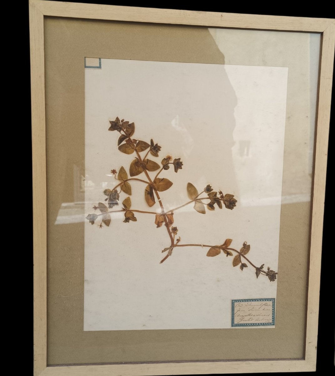 Collezione di tre erbari in cornice. fine,XIX secolo.-photo-2