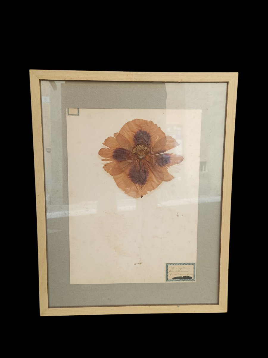 Collezione di tre erbari in cornice. fine,XIX secolo.-photo-4