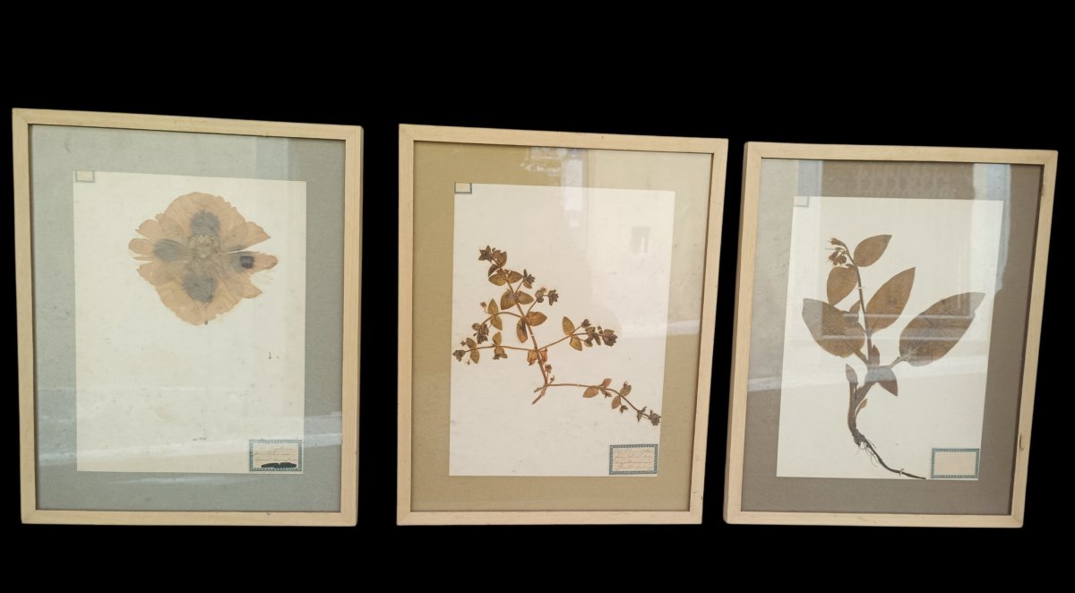 Collezione di tre erbari in cornice. fine,XIX secolo.