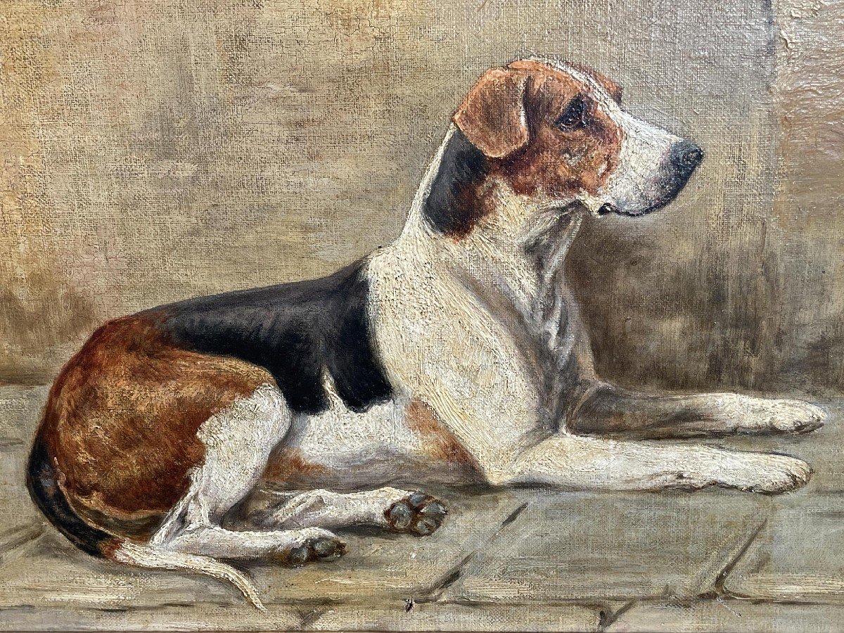 Dipinti con cani - Foxhound - fine XIX secolo -photo-6