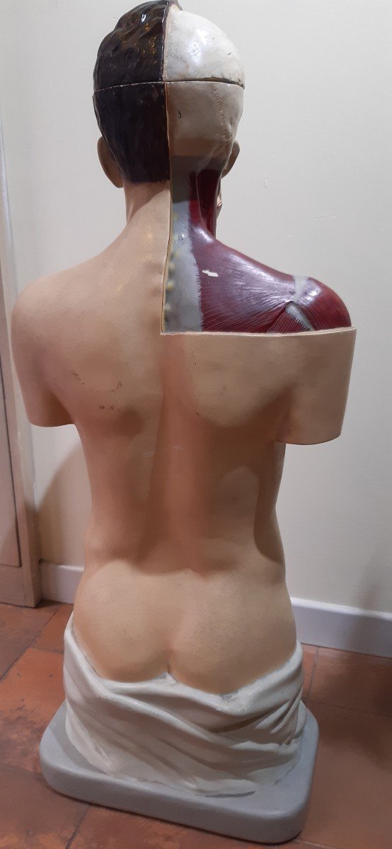 Busto anatomico , prima meta' del XX secolo-photo-2