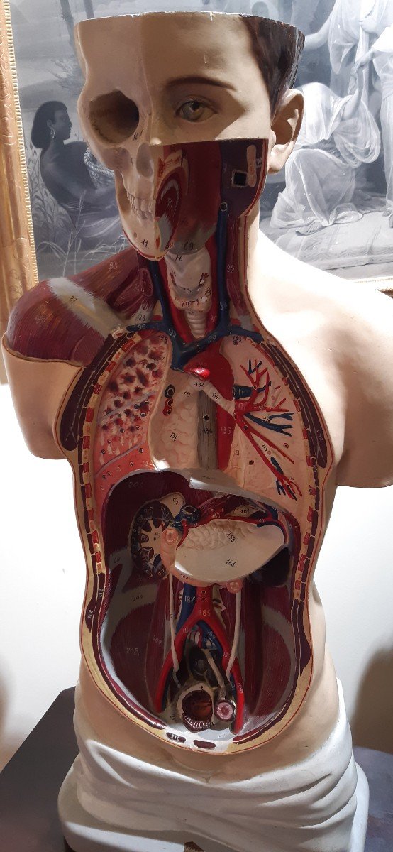 Busto anatomico , prima meta' del XX secolo-photo-1