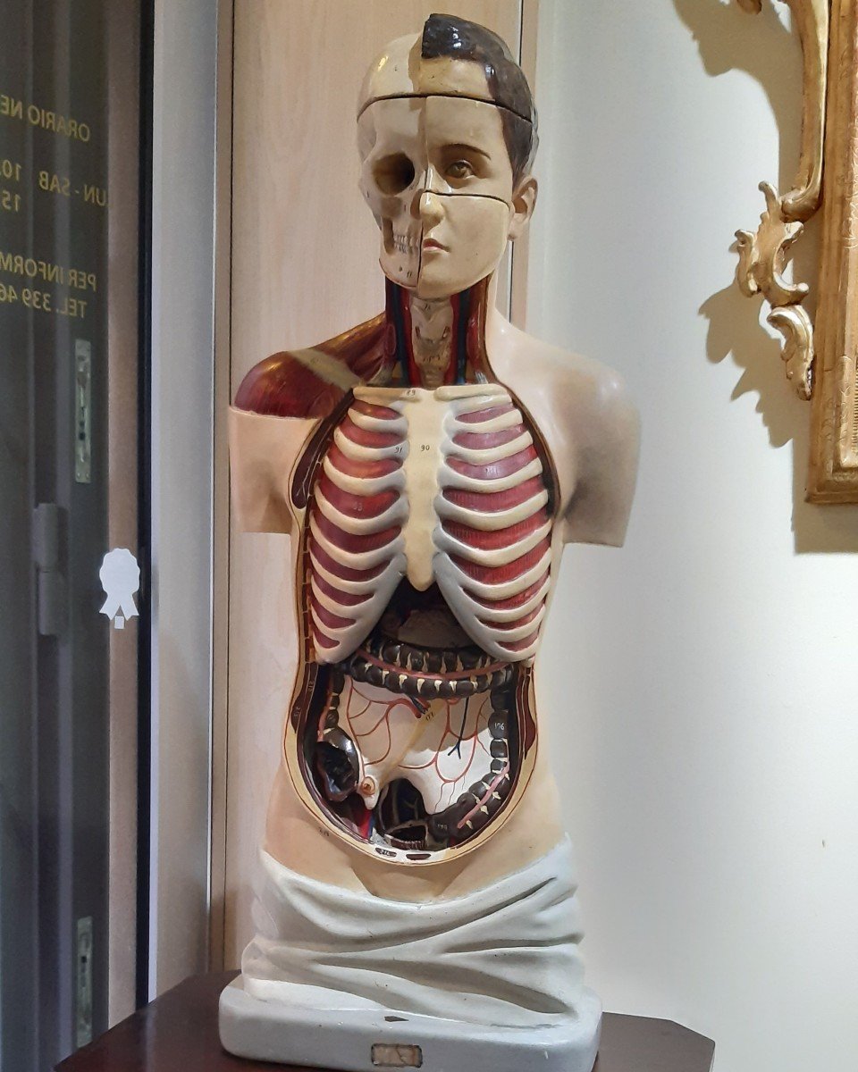 Busto anatomico , prima meta' del XX secolo-photo-2