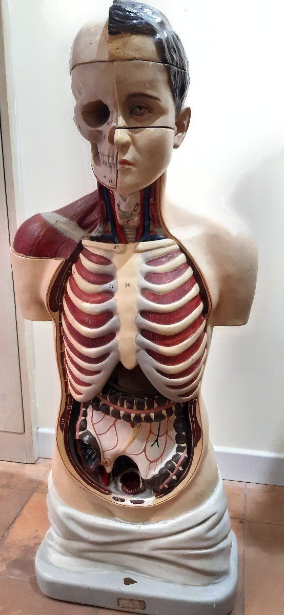 Busto anatomico , prima meta' del XX secolo