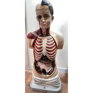 Busto anatomico , prima meta' del XX secolo