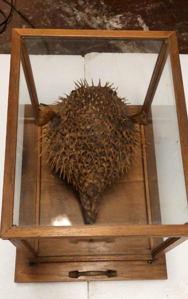  Grande pesce palla tassidermico in vetrina di legno dei primi del '900-photo-4