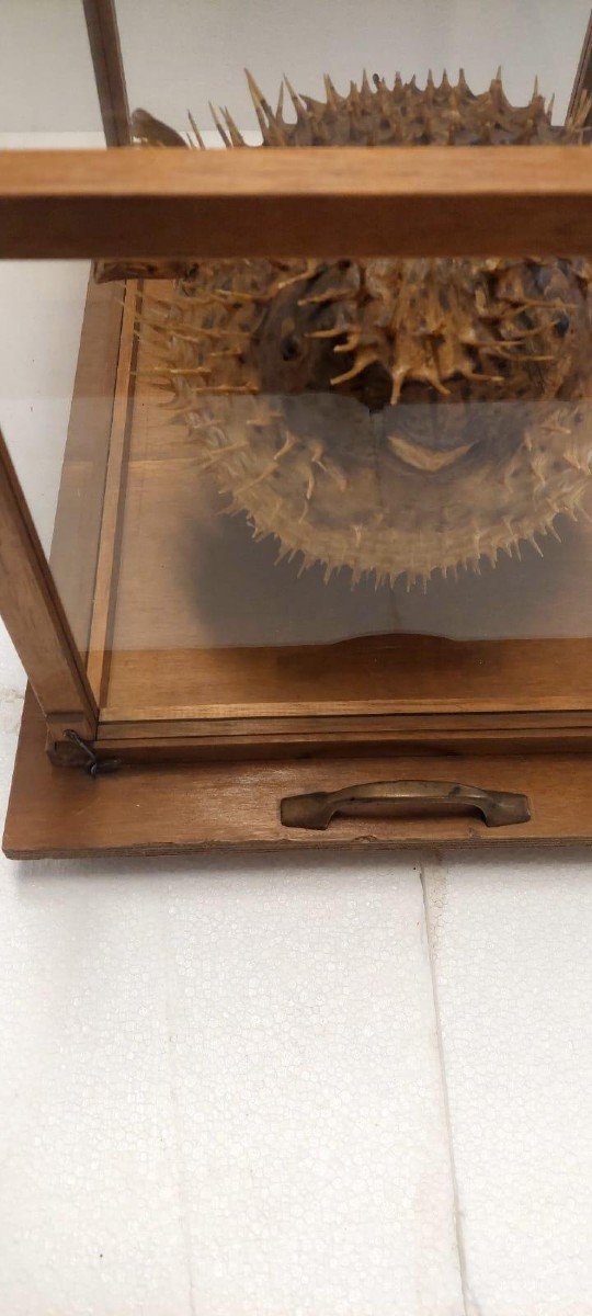  GRANDE PESCE ISTRICE CON BACHECA  LEGNO E VETRO ANTICO-photo-4