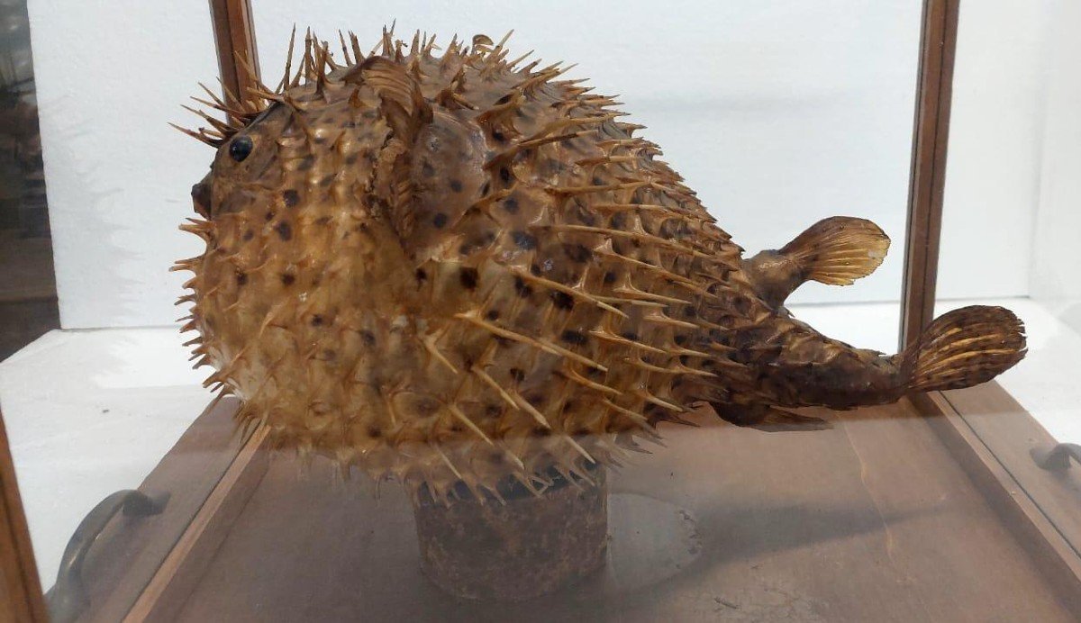  GRANDE PESCE ISTRICE CON BACHECA  LEGNO E VETRO ANTICO-photo-1