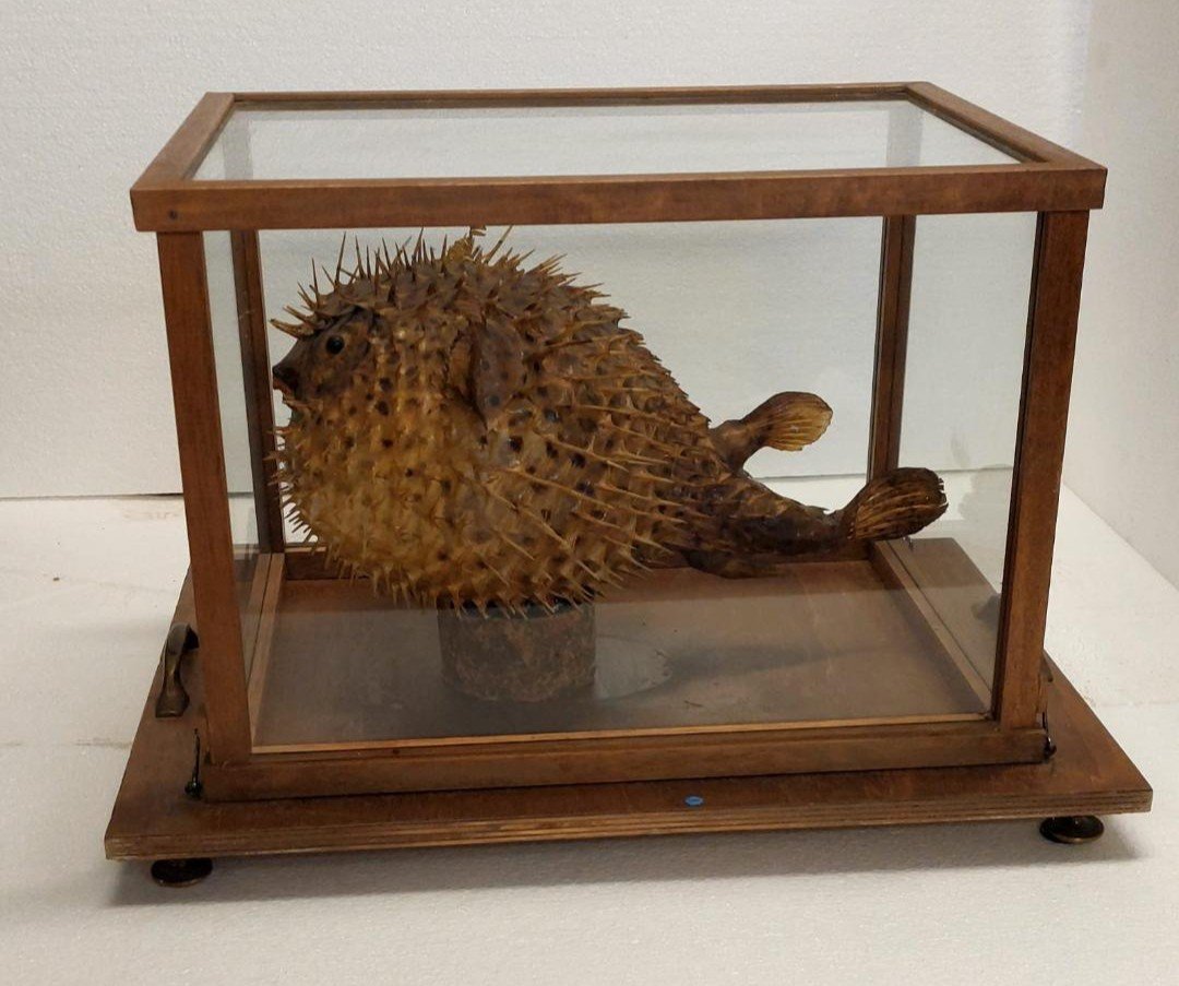  GRANDE PESCE ISTRICE CON BACHECA  LEGNO E VETRO ANTICO-photo-4