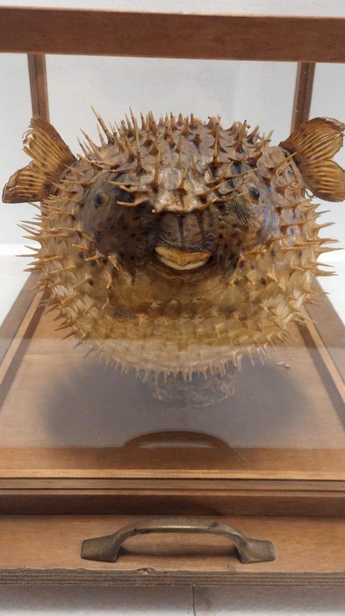  GRANDE PESCE ISTRICE CON BACHECA  LEGNO E VETRO ANTICO-photo-8