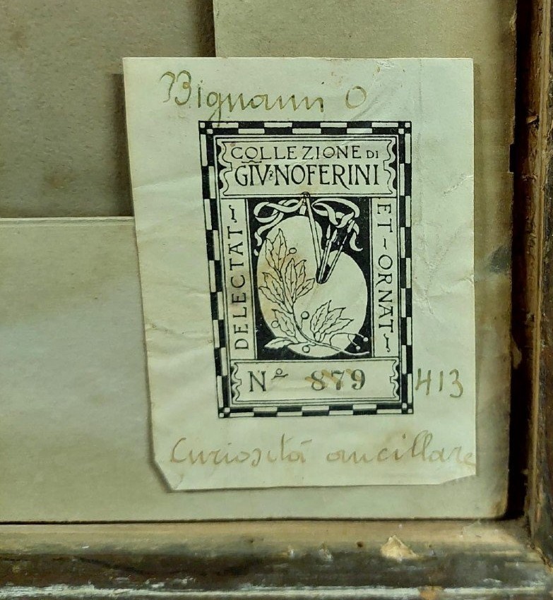 disegno antico Bifronte Osvaldo Bignami -Lodi,  1856 – Civate, 1936)-photo-3