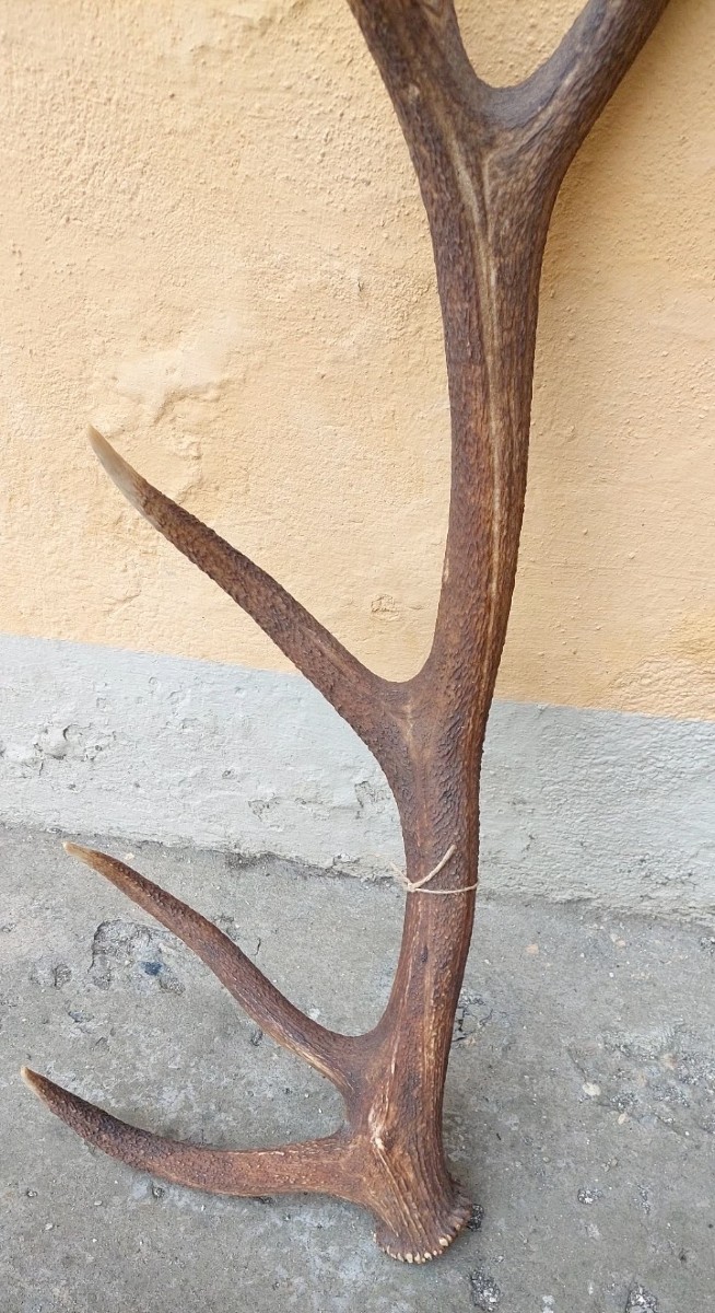 RARISSIMO ENORME Palco Di Cervo Perfetto 8 PUNTE 95 cm-photo-3